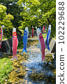 Koinobori and Shukugawa River 102229688
