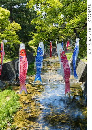 Koinobori and Shukugawa River 102229688