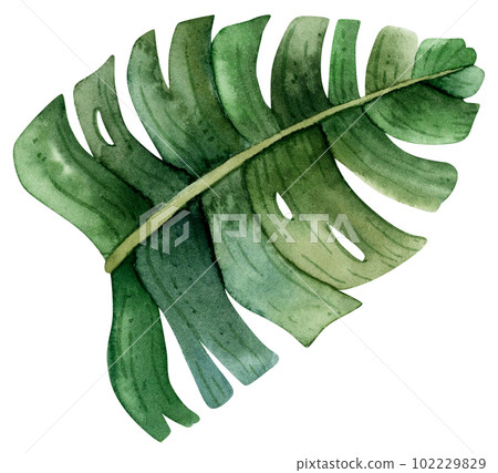 Watercolor green Monstera leaf, top view. Hand drawn realistic illustration. Botanical exotic leaf of banana plant Watercolor green Monstera leaf, top view. Hand drawn realistic illustration. Botanical exotic leaf of banana plant 102229829