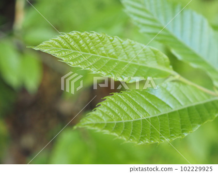 嫩葉特寫圖片 新鮮綠色圖片 102229925