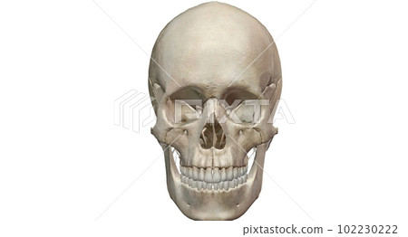 The human skull consists of 22 bones which are mostly connected 102230222
