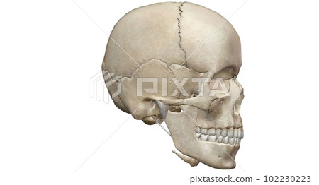 The human skull consists of 22 bones which are mostly connected The human skull consists of 22 bones which are mostly connected 102230223