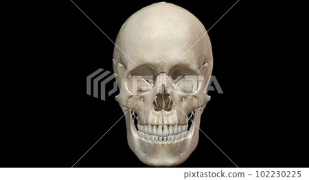 The human skull consists of 22 bones which are mostly connected The human skull consists of 22 bones which are mostly connected 102230225