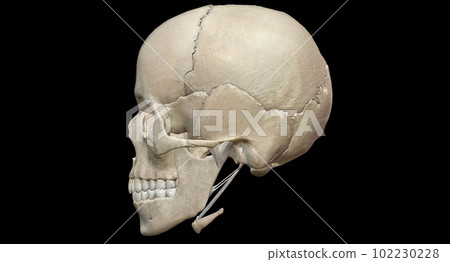 The human skull consists of 22 bones which are mostly connected 102230228