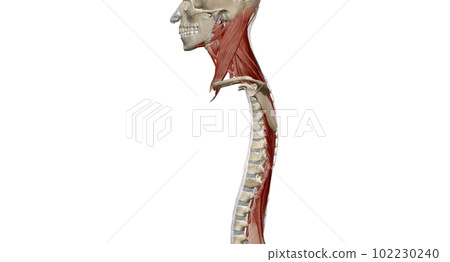 Anatomy of the back, spine and back muscles 102230240