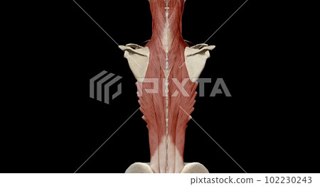 Anatomy of the back, spine and back muscles Anatomy of the back, spine and back muscles 102230243