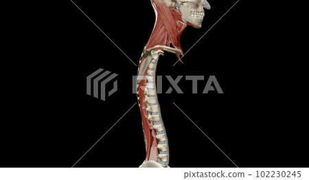 Anatomy of the back, spine and back muscles Anatomy of the back, spine and back muscles 102230245