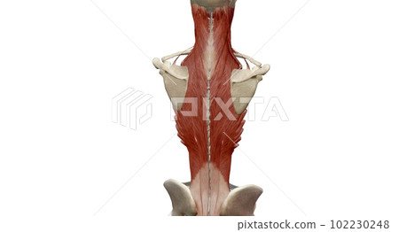 Anatomy of the back, spine and back muscles 102230248