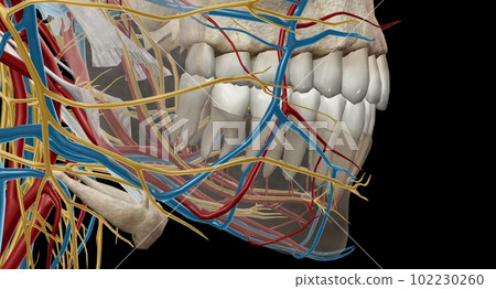 The inferior alveolar artery mainly perfuses the lower jaw, incl The inferior alveolar artery mainly perfuses the lower jaw, incl 102230260