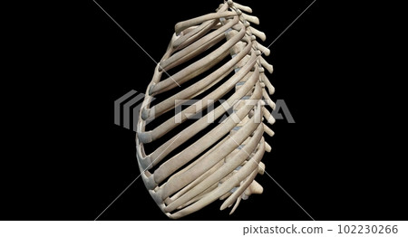 The sternum and twelve pairs of ribs and their costal cartilages 102230266