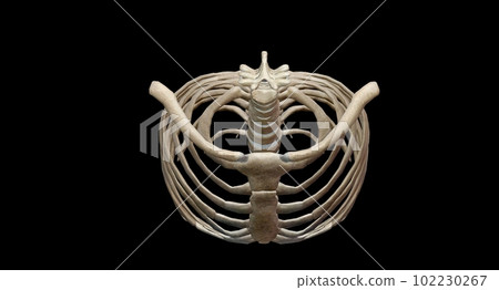 The sternum and twelve pairs of ribs and their costal cartilages The sternum and twelve pairs of ribs and their costal cartilages 102230267