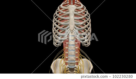 The thoracic spinal column includes 12 vertebrae located between 102230280
