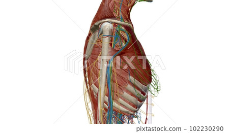 The thorax or chest is a part of the anatomy of humans, mammals, The thorax or chest is a part of the anatomy of humans, mammals, 102230290