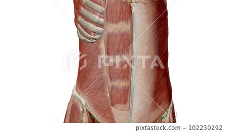 The abdomen is the part of the body between the thorax (chest) and pelvis, in humans and in other vertebrates. The abdomen is the part of the body between the thorax (chest) and pelvis, in humans and in other vertebrates. 102230292