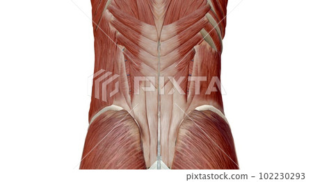The abdomen is the part of the body between the thorax (chest) and pelvis, in humans and in other vertebrates. 102230293