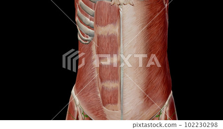 The abdomen is the part of the body between the thorax (chest) and pelvis, in humans and in other vertebrates. 102230298