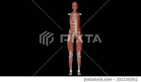 The abdomen is the part of the body between the thorax (chest) and pelvis, in humans and in other vertebrates. The abdomen is the part of the body between the thorax (chest) and pelvis, in humans and in other vertebrates. 102230302