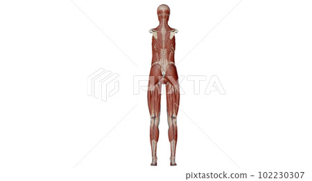 The abdomen is the part of the body between the thorax (chest) and pelvis, in humans and in other vertebrates. The abdomen is the part of the body between the thorax (chest) and pelvis, in humans and in other vertebrates. 102230307