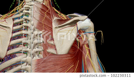 The axilla is the name given to an area that lies underneath the glenohumeral joint, at the junction of the upper limb and the thorax The axilla is the name given to an area that lies underneath the glenohumeral joint, at the junction of the upper limb and the thorax 102230311