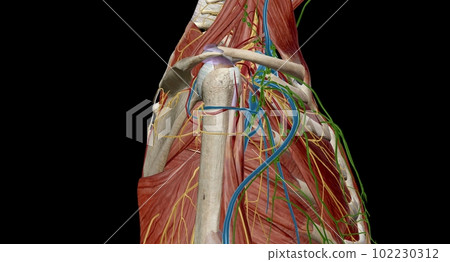 The axilla is the name given to an area that lies underneath the glenohumeral joint, at the junction of the upper limb and the thorax 102230312