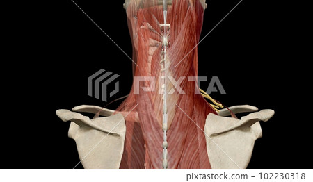 The cervical spine (neck region) consists of seven bones (C1-C7 The cervical spine (neck region) consists of seven bones (C1-C7 102230318