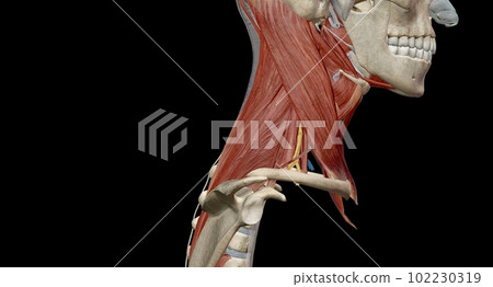 The cervical spine (neck region) consists of seven bones (C1-C7 The cervical spine (neck region) consists of seven bones (C1-C7 102230319