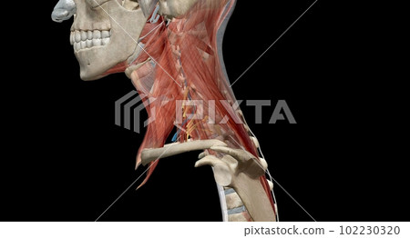 The cervical spine (neck region) consists of seven bones (C1-C7 The cervical spine (neck region) consists of seven bones (C1-C7 102230320