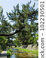 The fresh green of the Shukugawa River 102230501