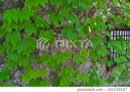 Wall and ivy 102230587