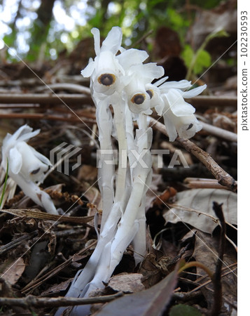 不進行光合作用的白色腐生菌“Ginryousou” 102230593