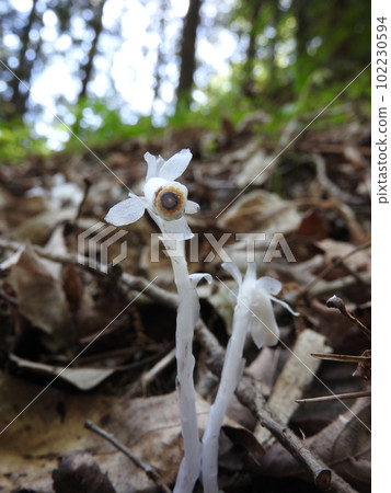 不進行光合作用的白色腐生菌“Ginryousou” 102230594