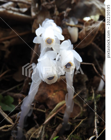 White saprophyte that does not photosynthesis "Ginryousou" White saprophyte that does not photosynthesis "Ginryousou" 102230595