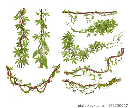 Jungle liana plants. Tropical climbing creepers, cartoon exotic creeper. Rainforest liana vines flat vector illustration set 102230637