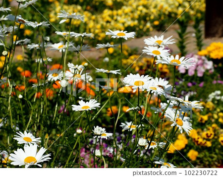 White daisies in spring flower bed (Kanda Park '23) White daisies in spring flower bed (Kanda Park '23) 102230722