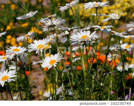 White daisies bathed in sunlight (Flower bed at Kanda Park '23) White daisies bathed in sunlight (Flower bed at Kanda Park '23) 102230749