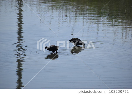 Coot(沖繩) Coot(沖繩) 102230751