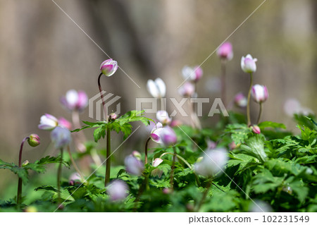 春天的精靈：二輪莊位置：岐阜縣高山市奧飛騨溫泉鄉 102231549