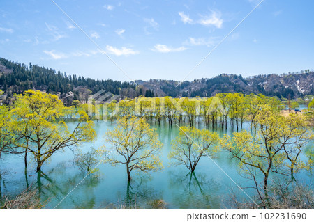 山形縣飯豐町白川湖的水下森林 102231690