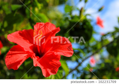 Okinawa red hibiscus blooming cheerfully 102231709