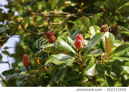 Close up of magnolia grandiflora pink fruit 102231938