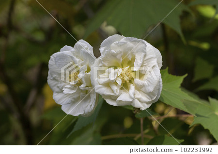 Rose flower rugosa white, grow in the garden. Rose flower rugosa white, grow in the garden. 102231992