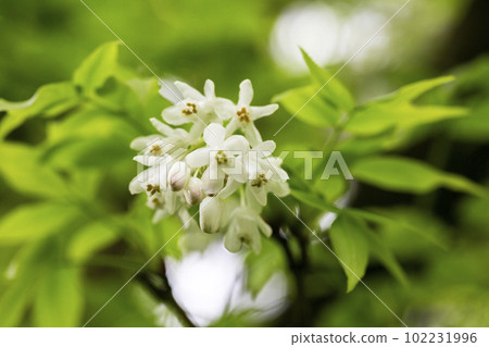 A closeup shot of bell-shaped, fragrant buds and flowers of the Staphylea Pinnata amid green leaves A closeup shot of bell-shaped, fragrant buds and flowers of the Staphylea Pinnata amid green leaves 102231996