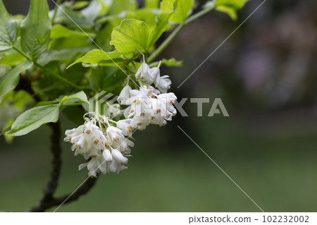 A closeup shot of bell-shaped, fragrant buds and flowers of the Staphylea Pinnata amid green leaves A closeup shot of bell-shaped, fragrant buds and flowers of the Staphylea Pinnata amid green leaves 102232002