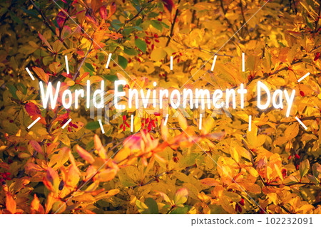 World environment day. Sunny picture of autumn nature. Seasonal berries, plants, spices, vitamins for a healthy lifestyle. 102232091