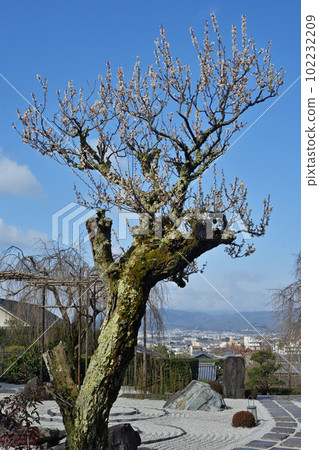 圓光寺的梅花 102232209