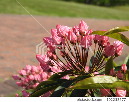 Kalmia (American Rhododendron) Flower: Tsubomi Kalmia (American Rhododendron) Flower: Tsubomi 102232377