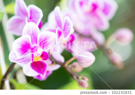 Cymbidium Cymbidium 102232831