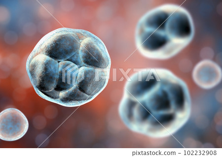 Prototheca wickerhamii algae, 3D illustration. Causes infection in human protothecosis seen as skin lesions 102232908