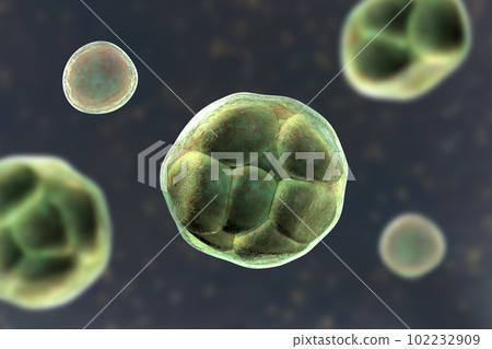 Prototheca wickerhamii algae, 3D illustration. Causes infection in human protothecosis seen as skin lesions 102232909