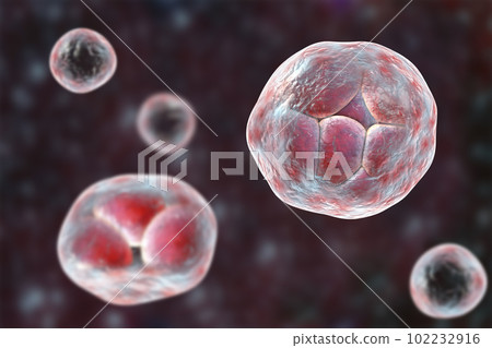 Prototheca wickerhamii algae, 3D illustration. Causes infection in human protothecosis seen as skin lesions 102232916